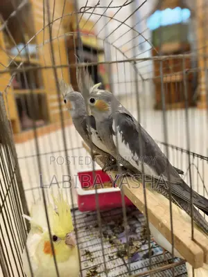 Cockatiel