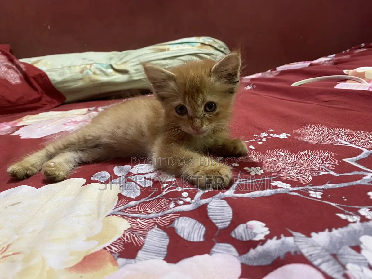 Persian Kitty.