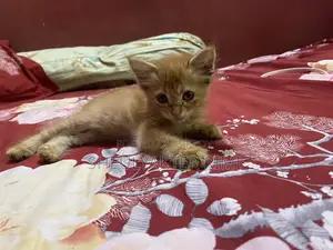 Persian Kitty.