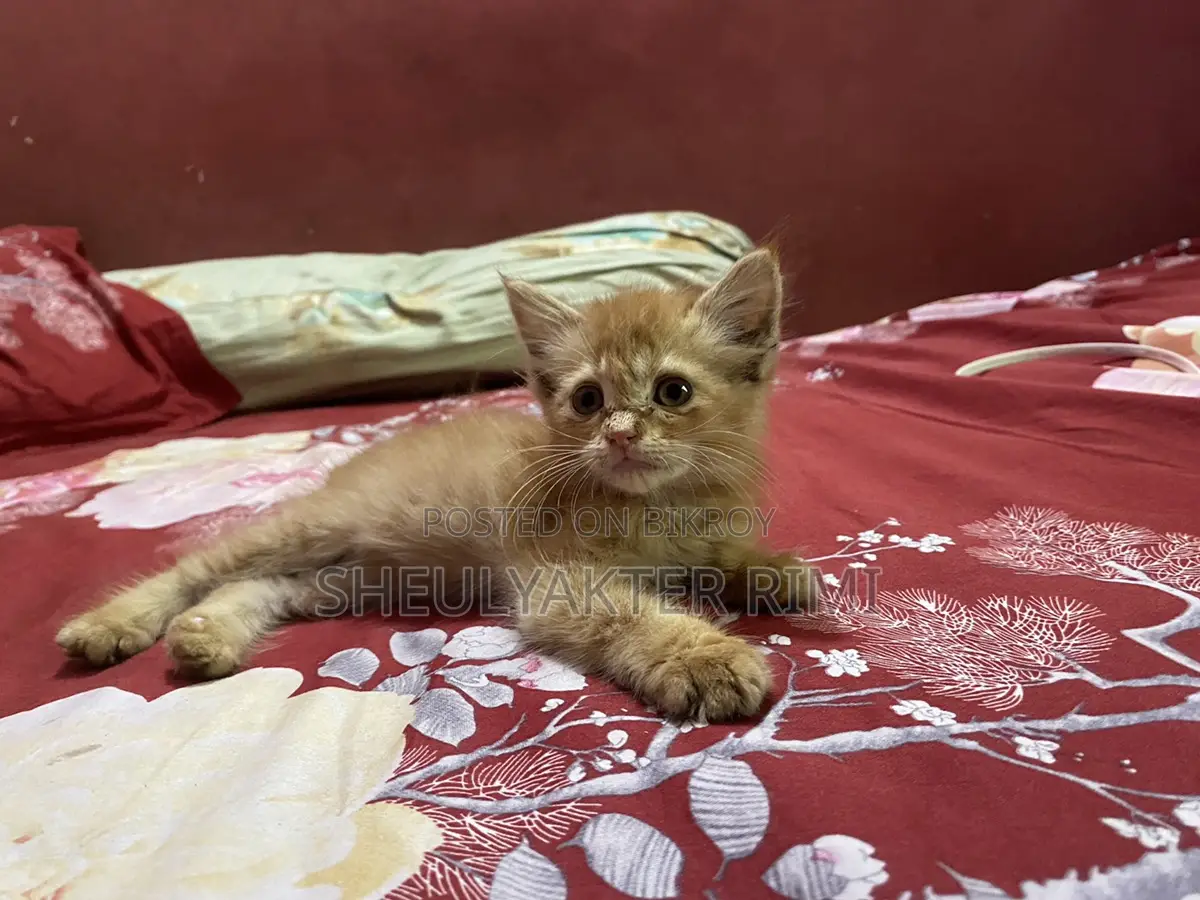 Persian Kitty.