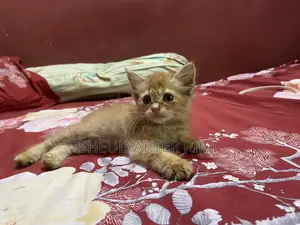 Persian Kitty.