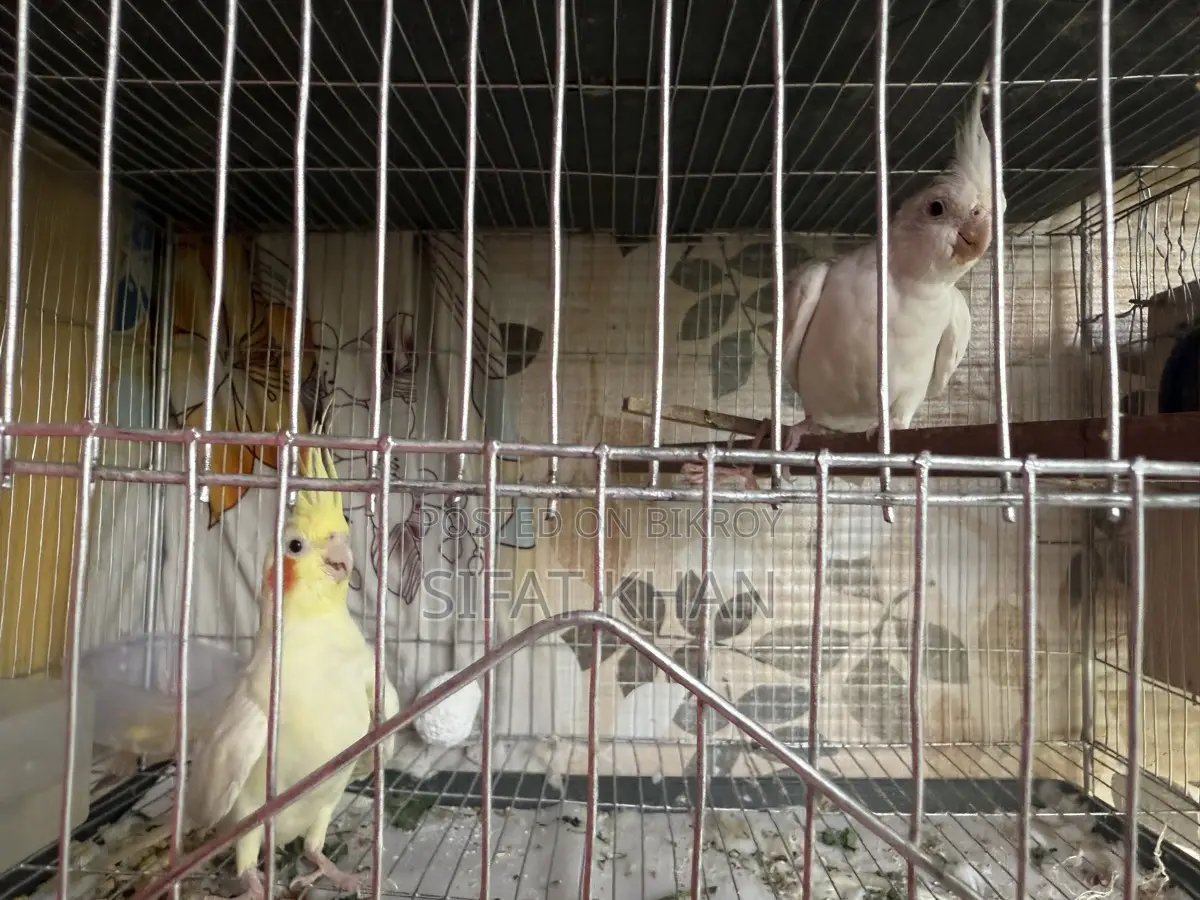 Cockatiel Birds