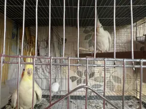 Cockatiel Birds
