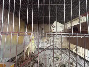 Cockatiel Birds
