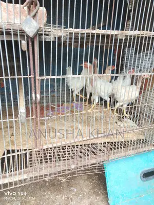 Brahma Gola chila Morog murgi