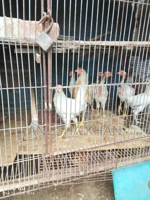 Brahma Gola chila Morog murgi