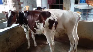১১৭৪ নং ২ টি বকনা বাছুর বিক্রয় হবে ।