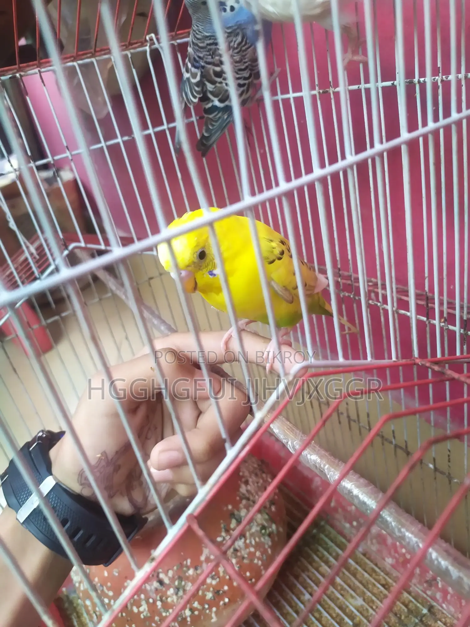 Yellow Male Budgie