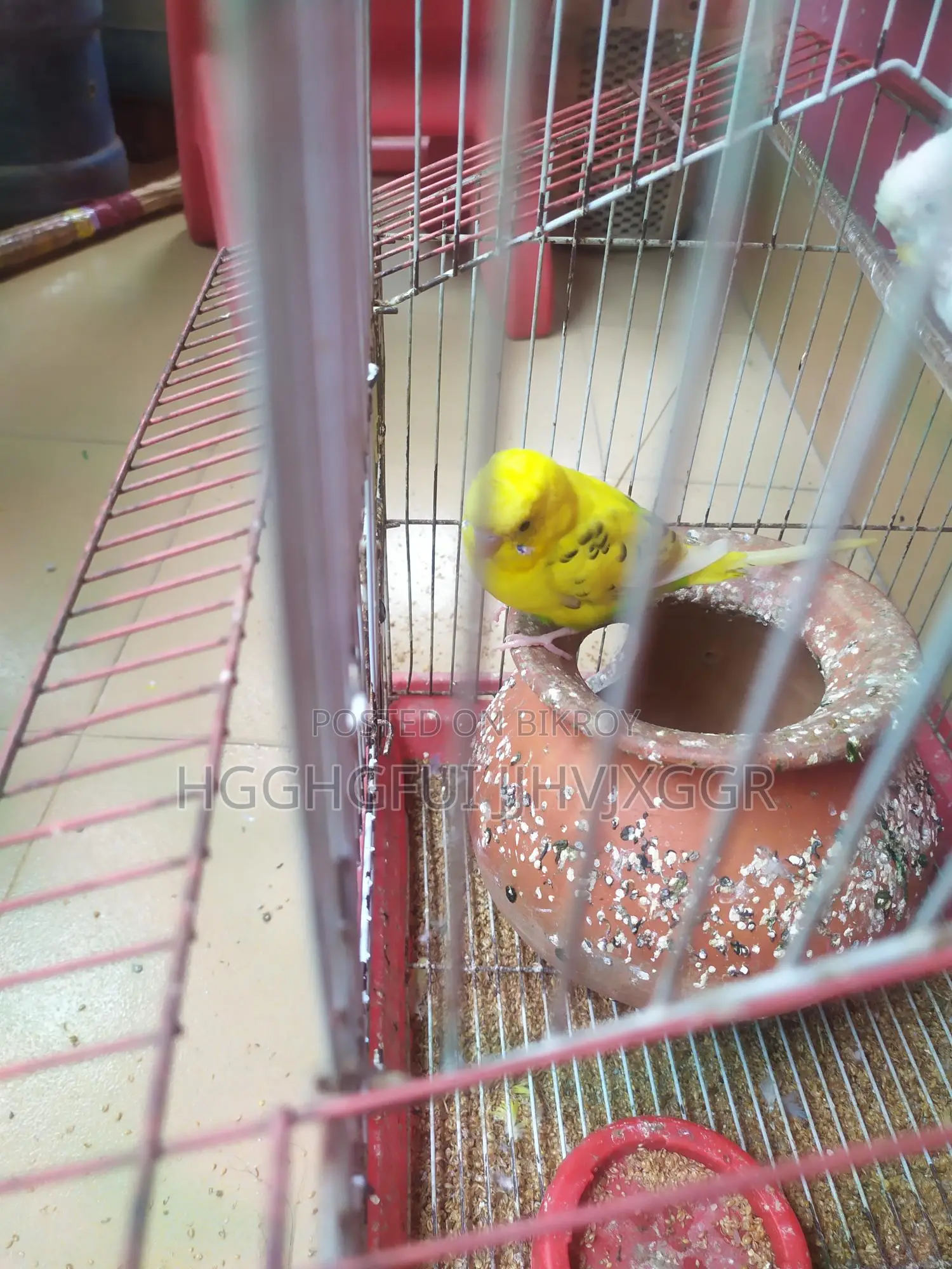Yellow Male Budgie
