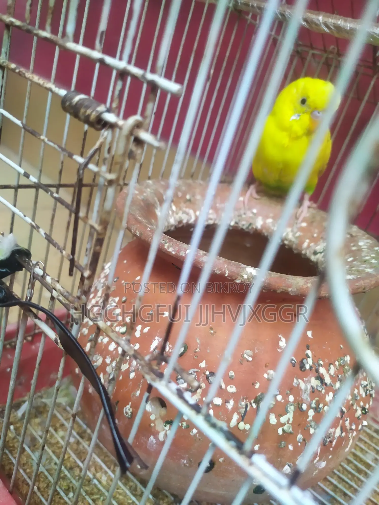 Yellow Male Budgie