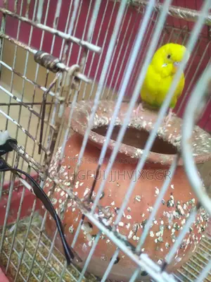 Yellow Male Budgie