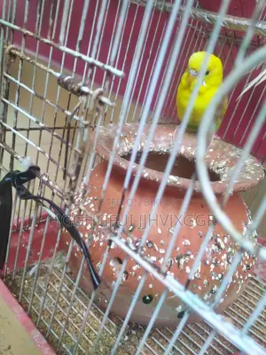 Yellow Male Budgie