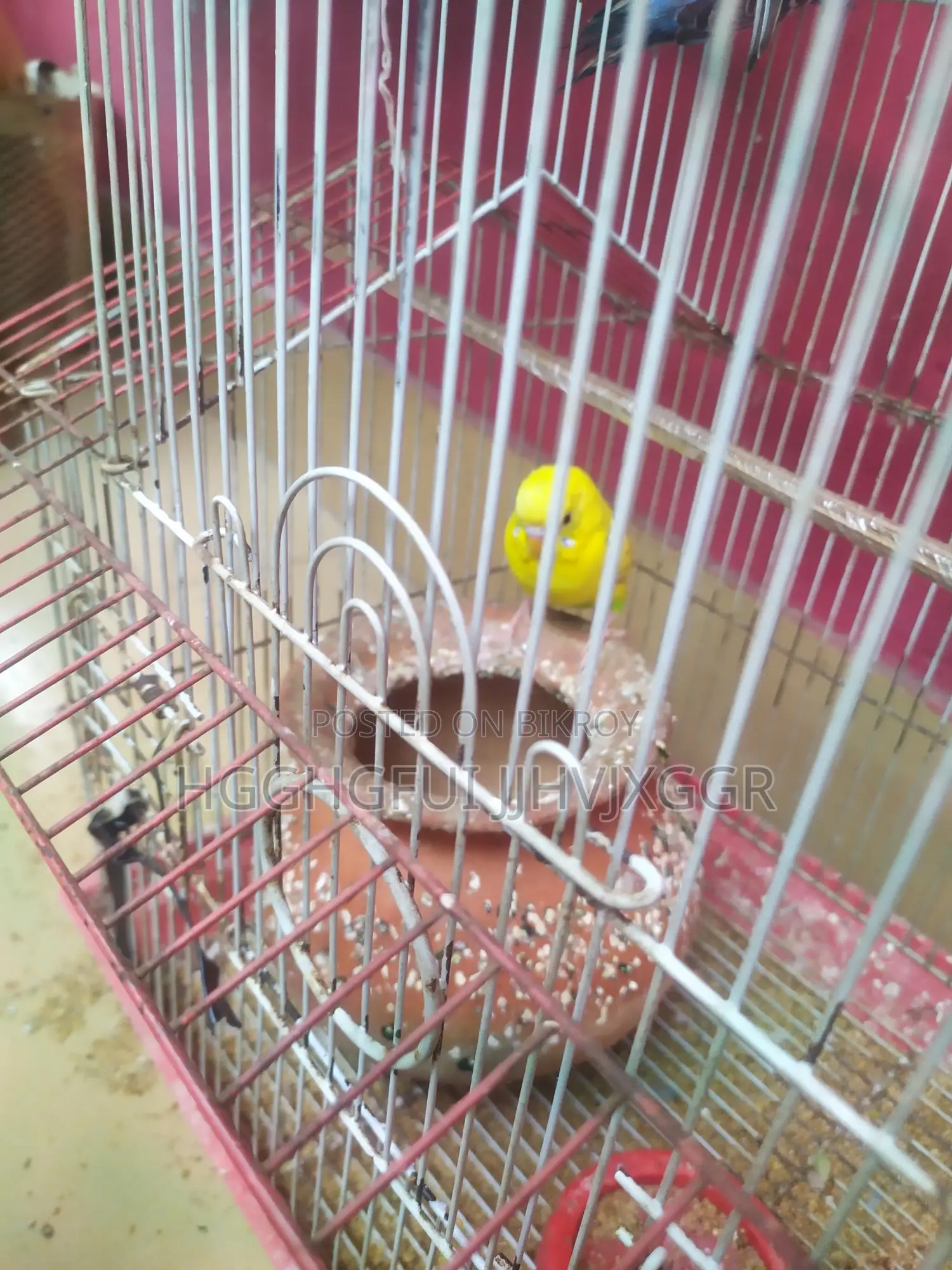 Yellow Male Budgie