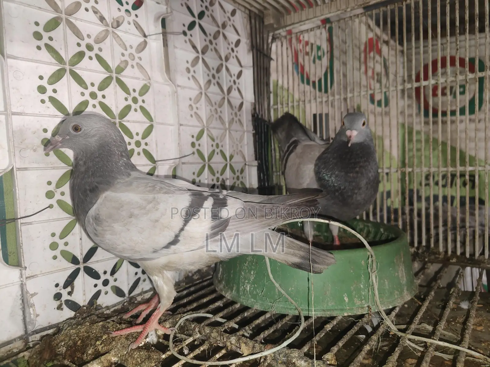 A Pair of Silver Racers for Sale