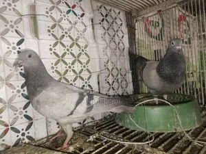 A Pair of Silver Racers for Sale