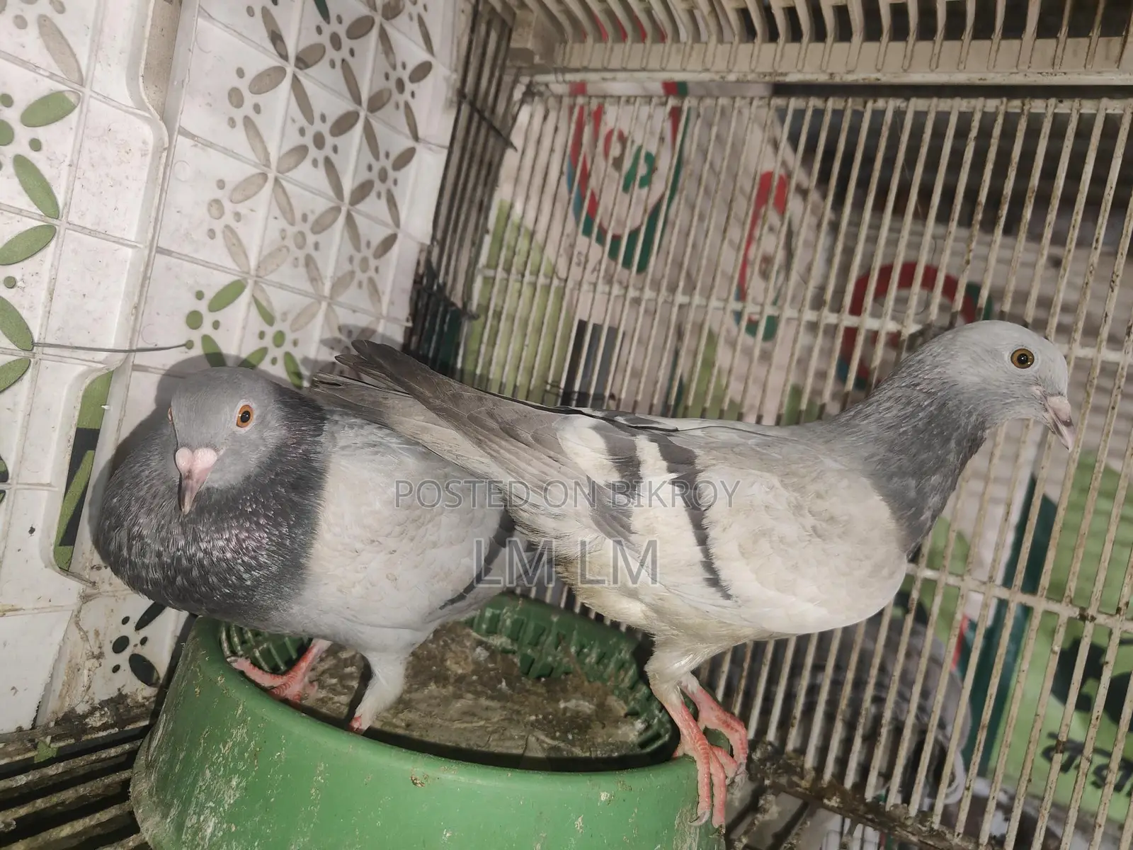 A Pair of Silver Racers for Sale