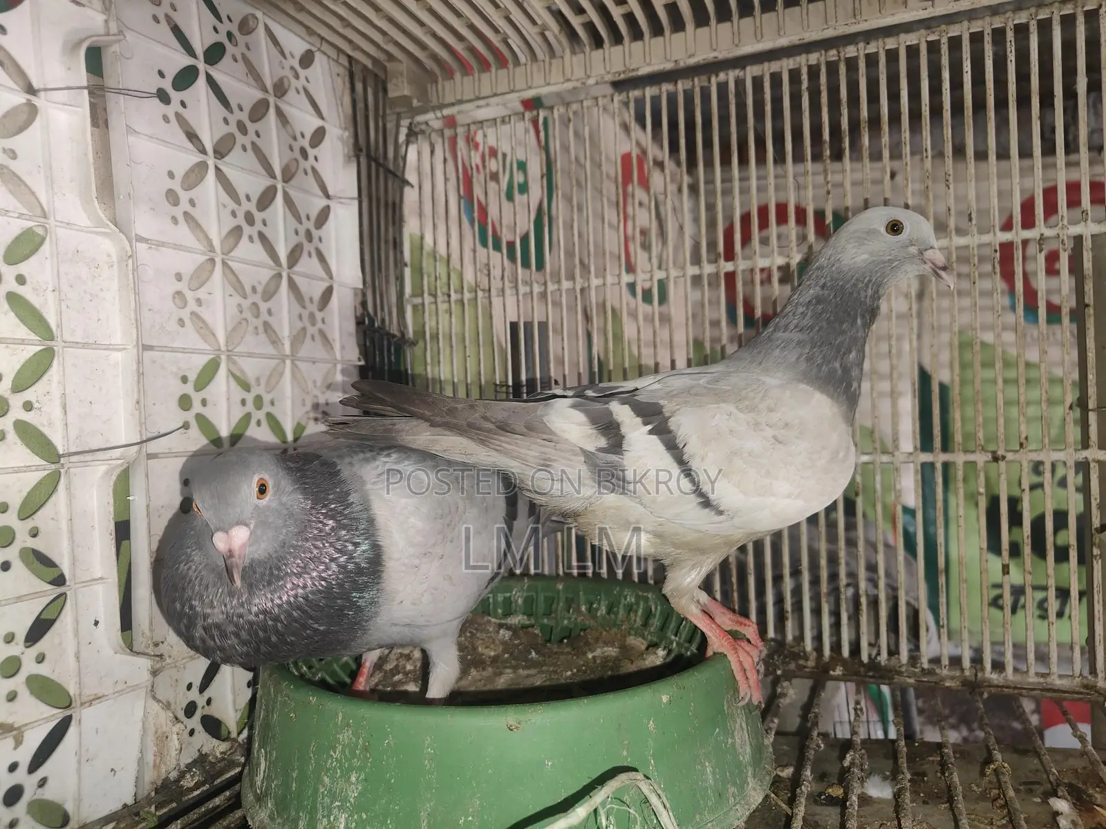 A Pair of Silver Racers for Sale