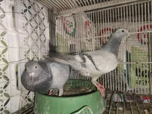 A Pair of Silver Racers for Sale