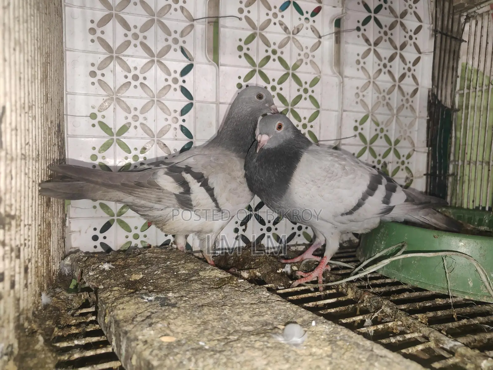 A Pair of Silver Racers for Sale