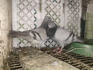 A Pair of Silver Racers for Sale