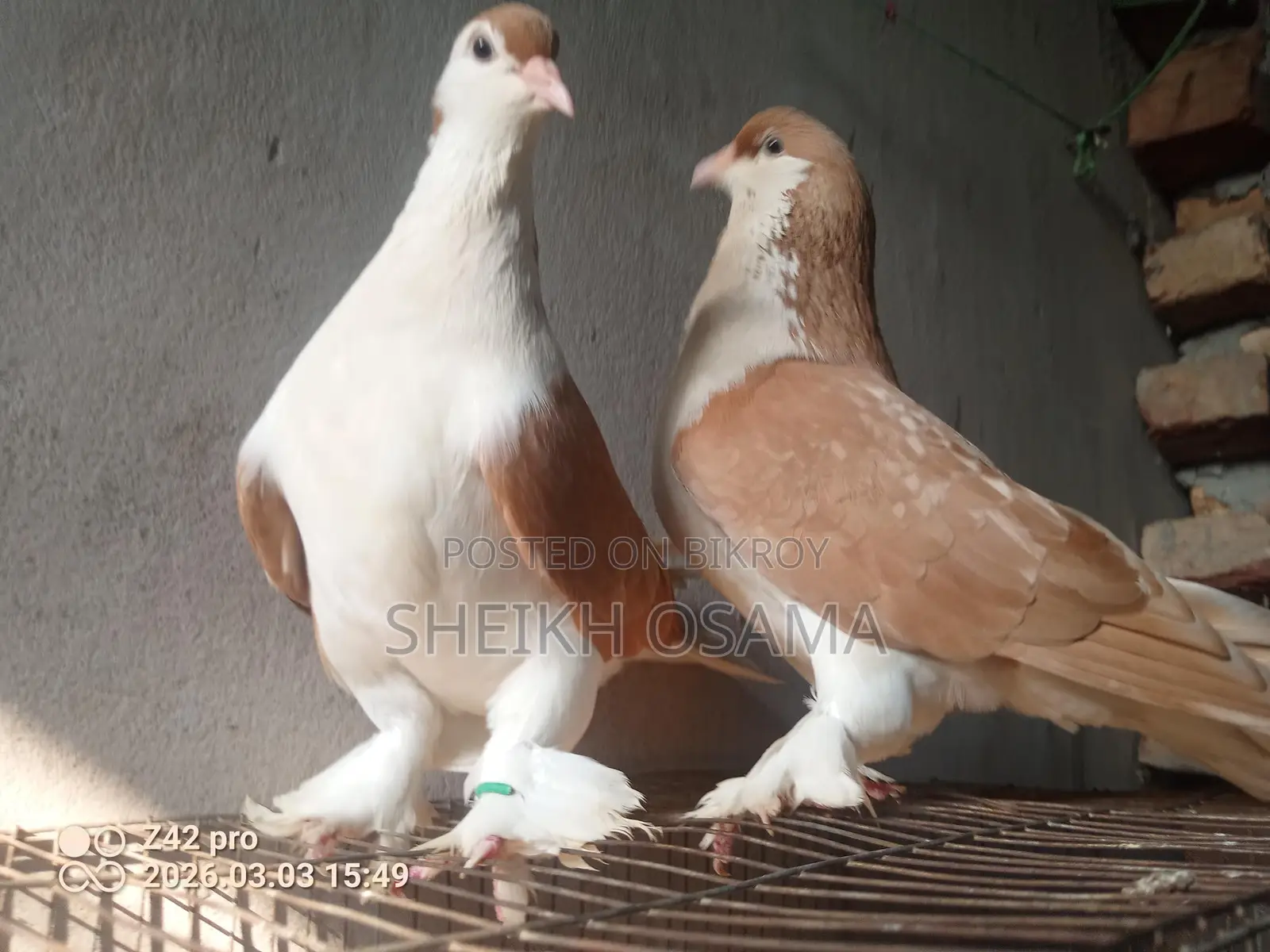 2 Pairs of Shirazi Pigeons