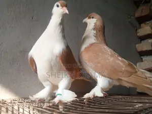 2 Pairs of Shirazi Pigeons