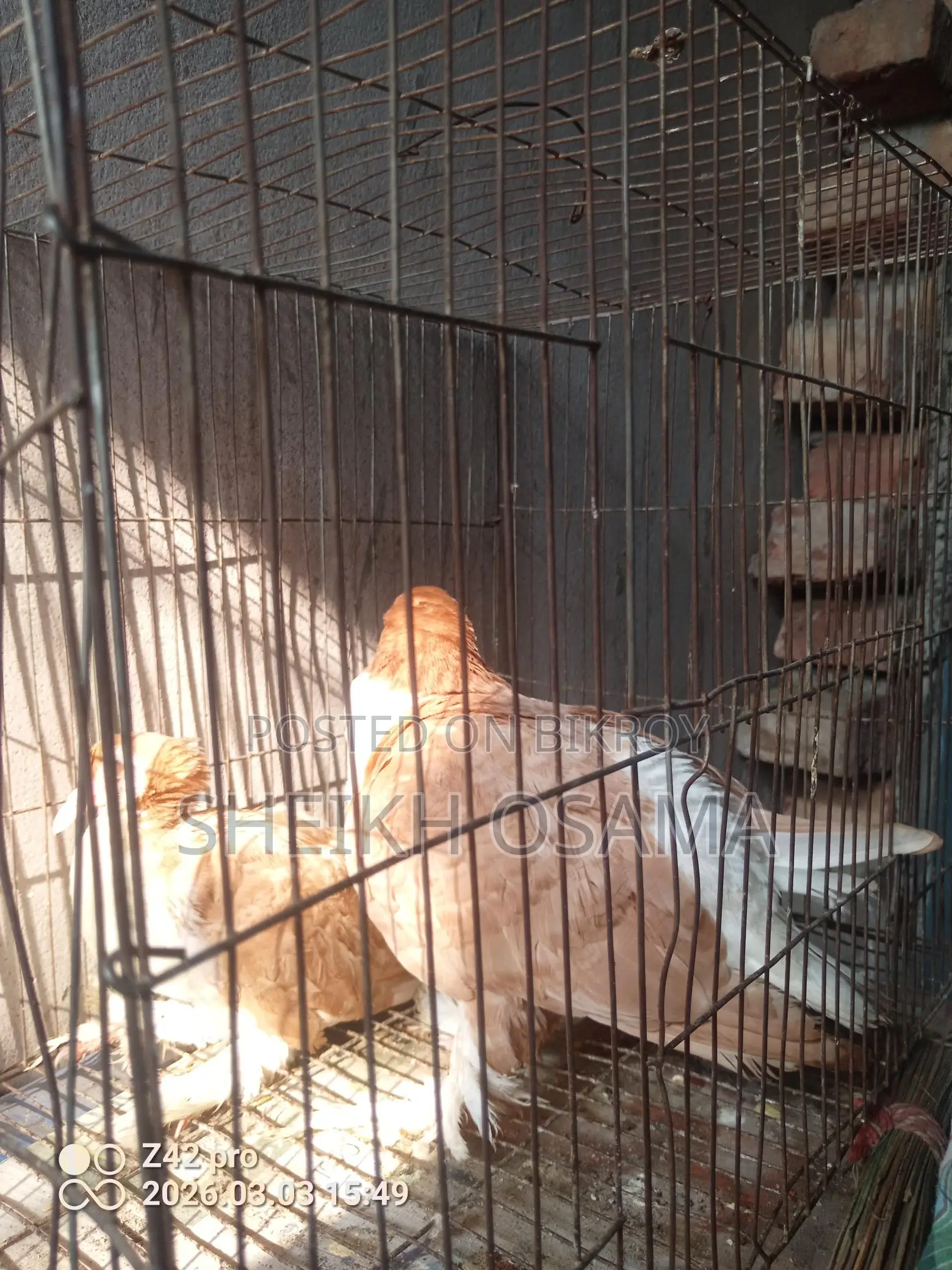 2 Pairs of Shirazi Pigeons