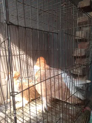 2 Pairs of Shirazi Pigeons