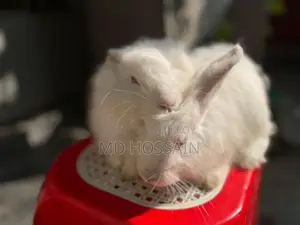 Foreign Breed Rabbit