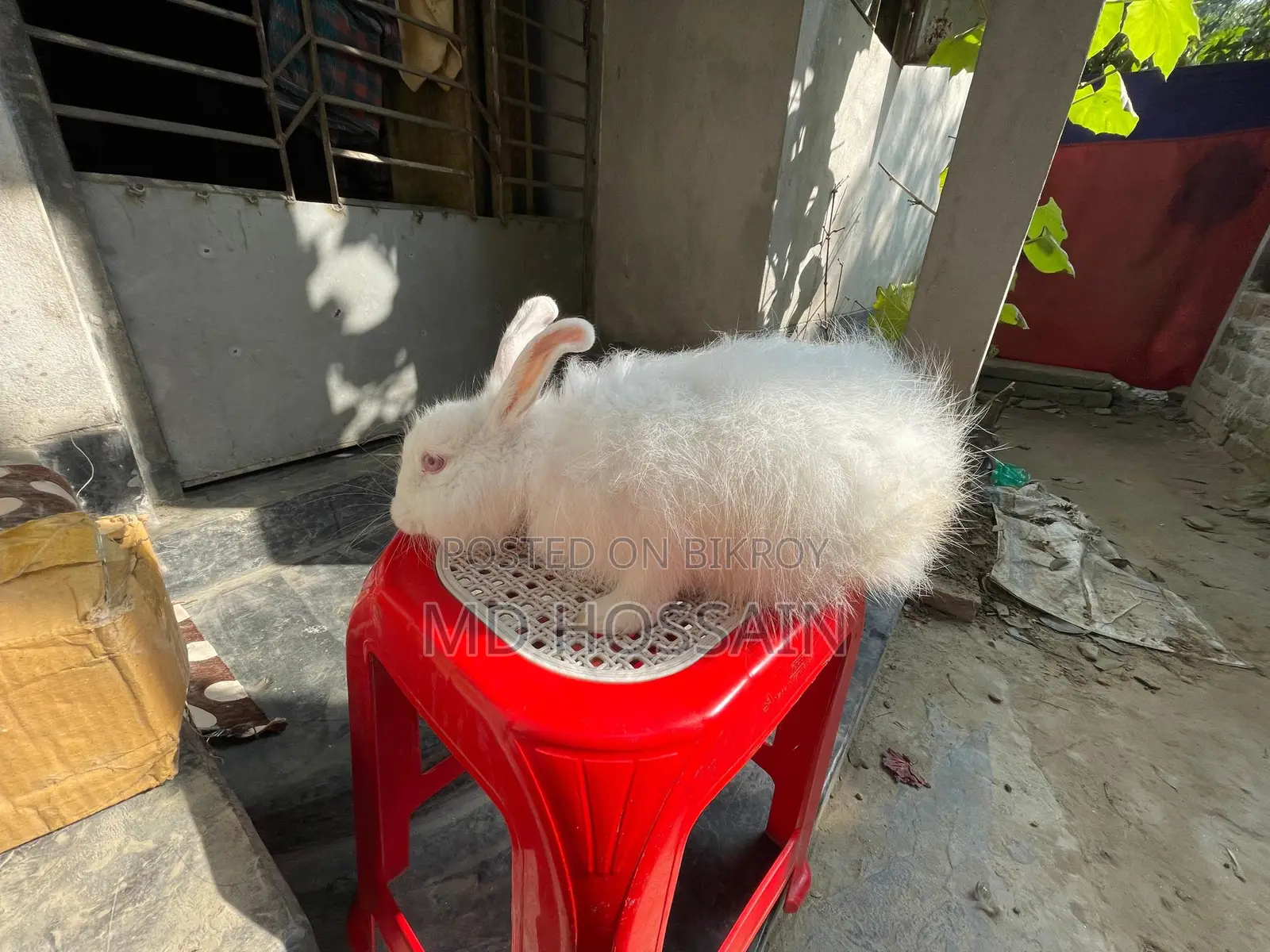 বিদেশি জাতের খরগোশ