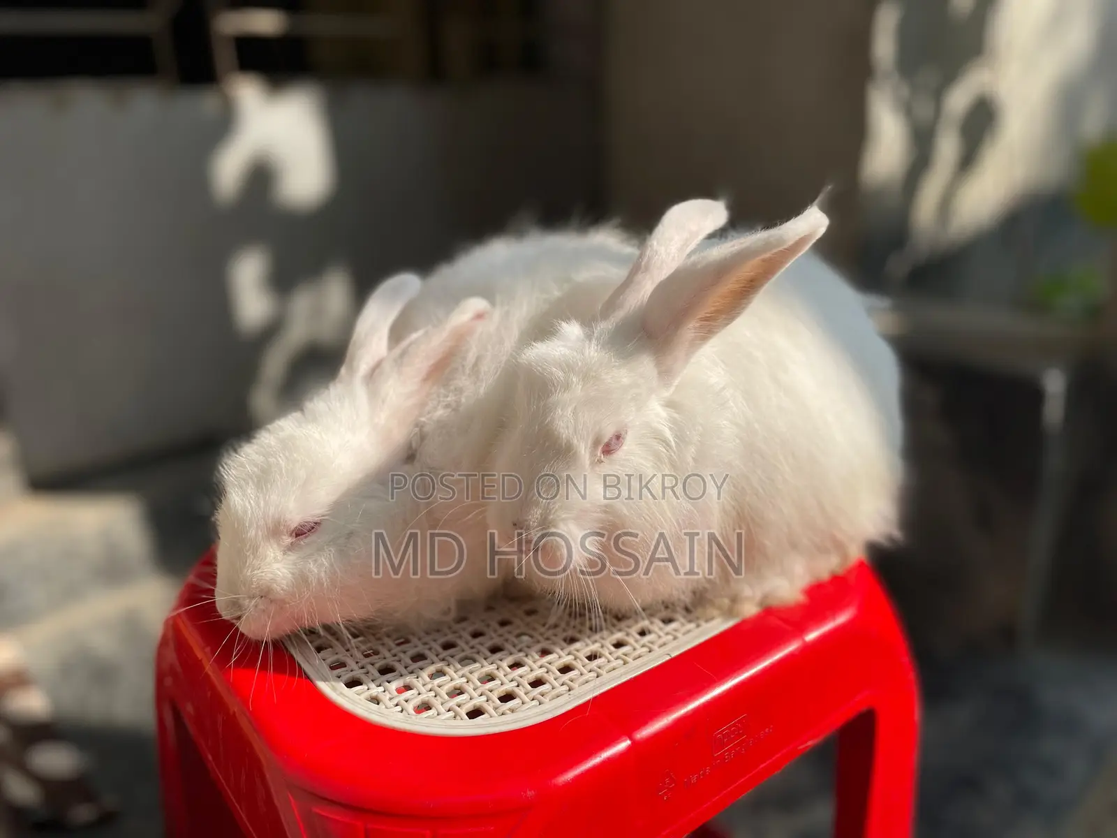 বিদেশি জাতের খরগোশ