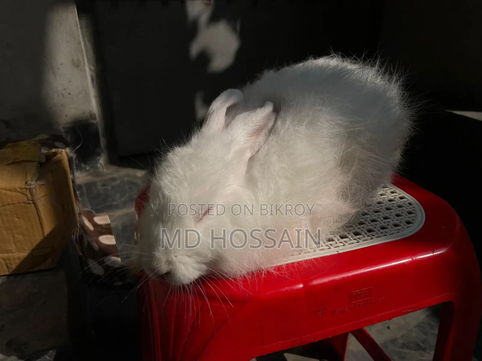 বিদেশি জাতের খরগোশ