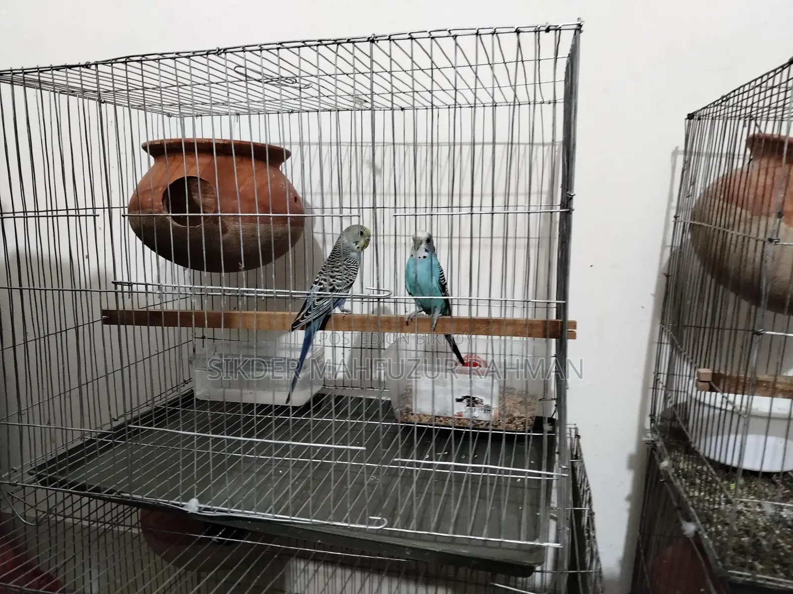 Budgerigar Birds