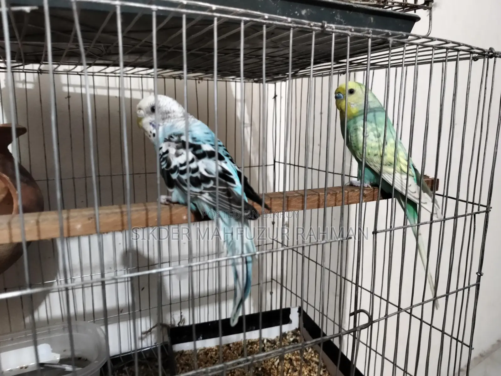 Budgerigar Birds