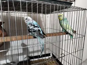 Budgerigar Birds
