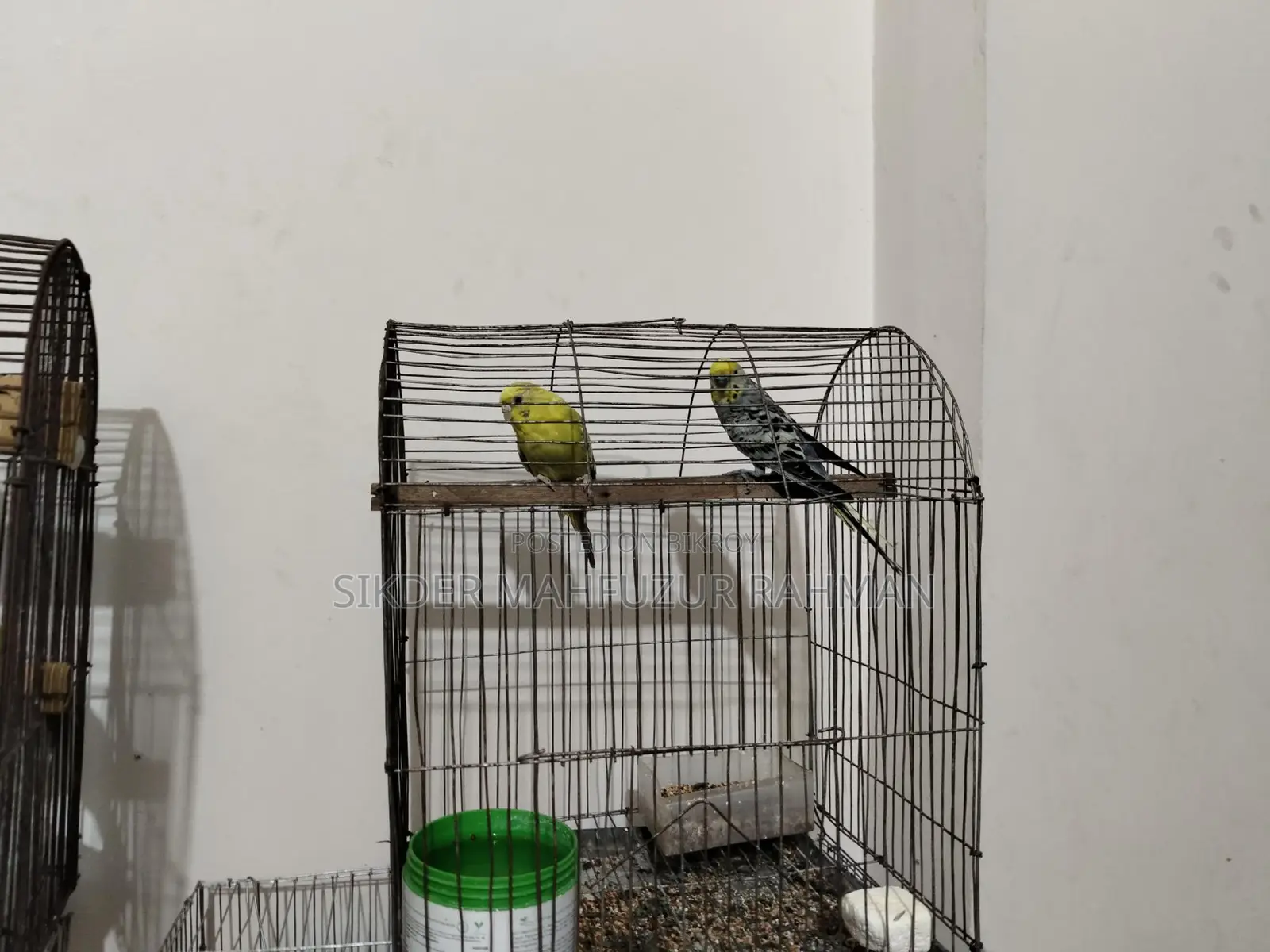 Budgerigar Birds
