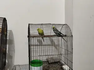 Budgerigar Birds