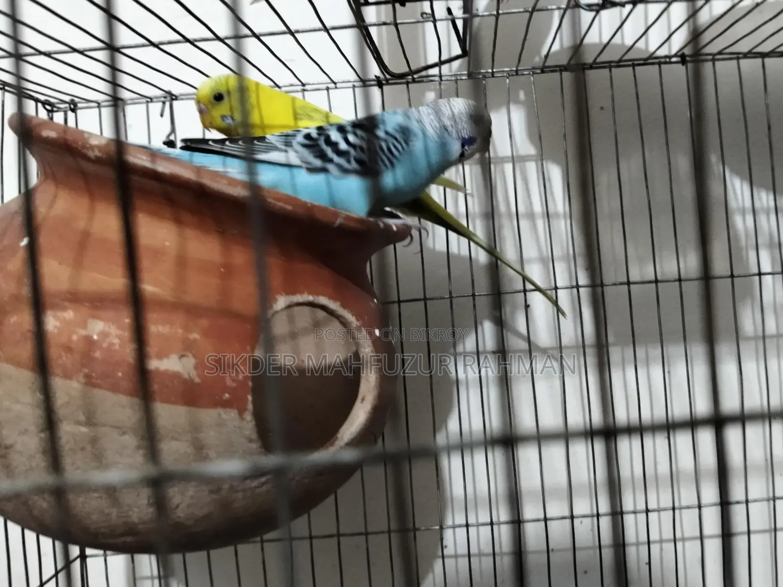 Budgerigar Birds