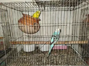 Budgerigar Birds