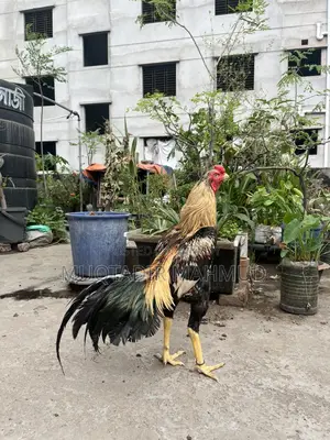 হাসলি মোরগ