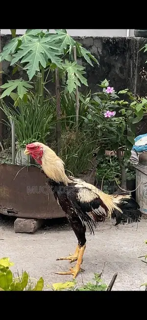 হাসলি মোরগ