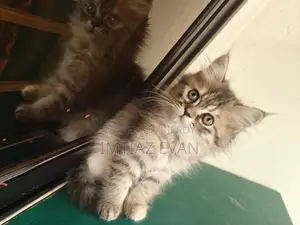 4 Baby Male Female