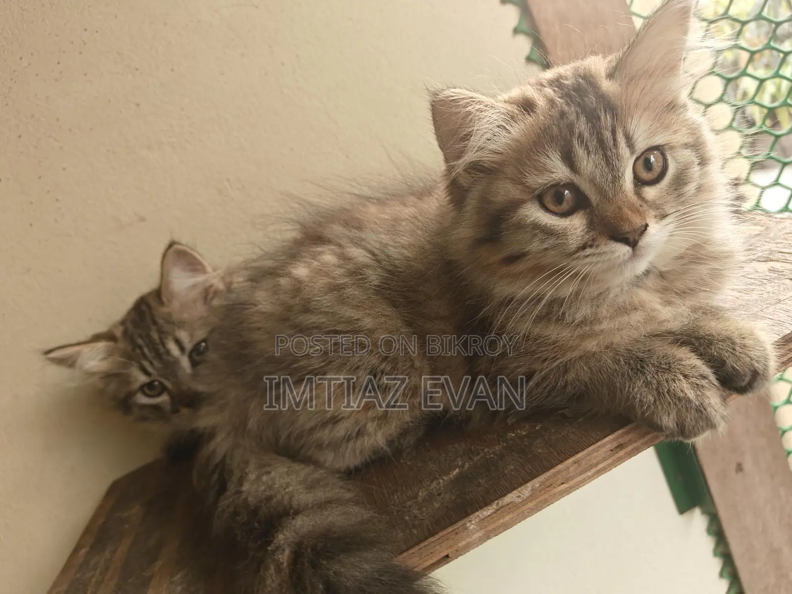 4 Baby Male Female
