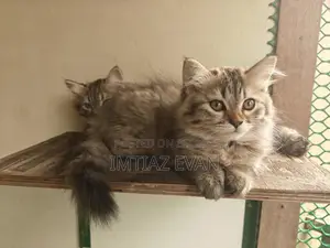 4 Baby Male Female