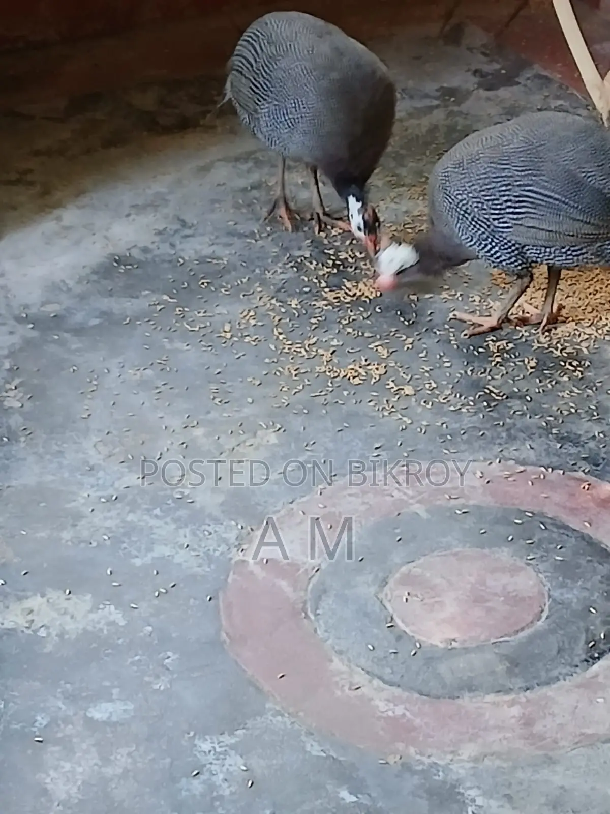 তিতির