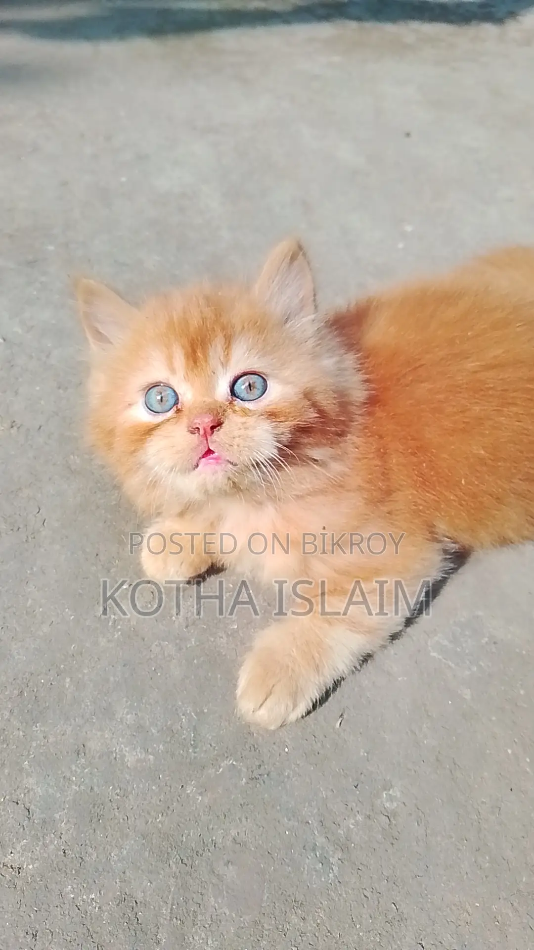 Persian Cat