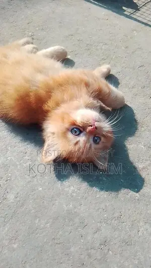 Persian Cat