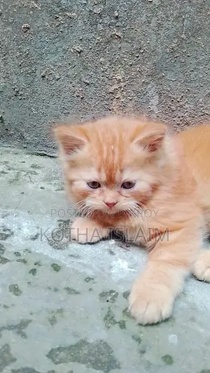 Persian Cat