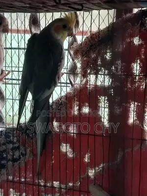 ককাটেল মেল বিক্রির জন্য