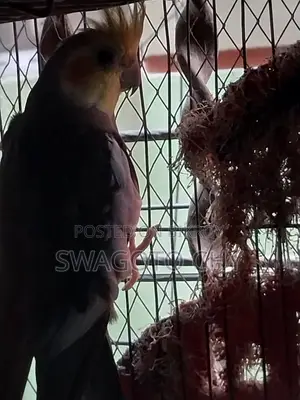 ককাটেল মেল বিক্রির জন্য